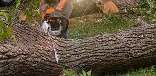 Best Tree Maintenance Programs  in Warren, PA