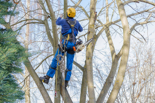 Best Tree Removal  in Warren, PA